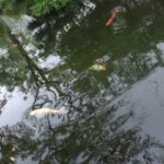 霊の存在、種類分け