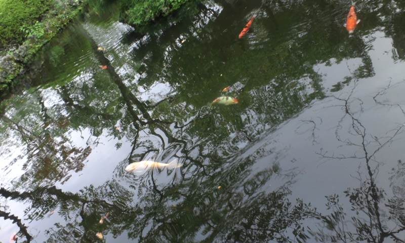 霊の存在、種類分け